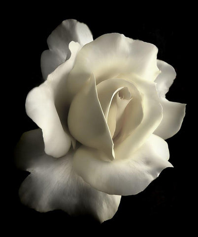 Rose White 1 Black Ornate Wood Framed Art Print with Double Matting by Schell, Jennie Marie