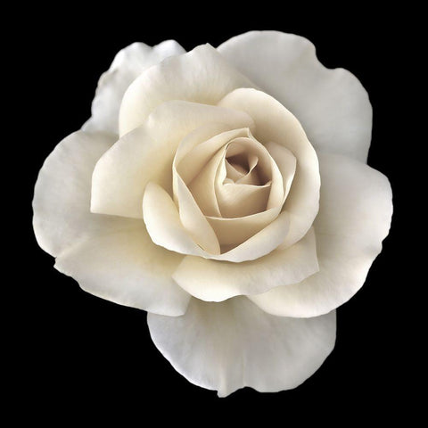 Rose White 2 Black Ornate Wood Framed Art Print with Double Matting by Schell, Jennie Marie