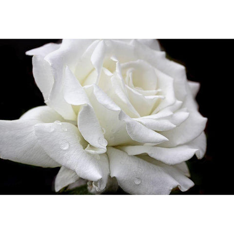 Rose White 3 White Modern Wood Framed Art Print by Schell, Jennie Marie