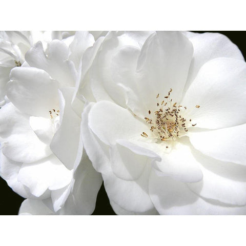 Rose White 4 Gold Ornate Wood Framed Art Print with Double Matting by Schell, Jennie Marie