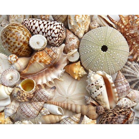 Seashells 1 Gold Ornate Wood Framed Art Print with Double Matting by Schell, Jennie Marie