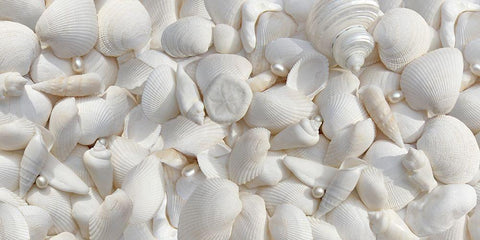 Seashells 2 White Modern Wood Framed Art Print with Double Matting by Schell, Jennie Marie