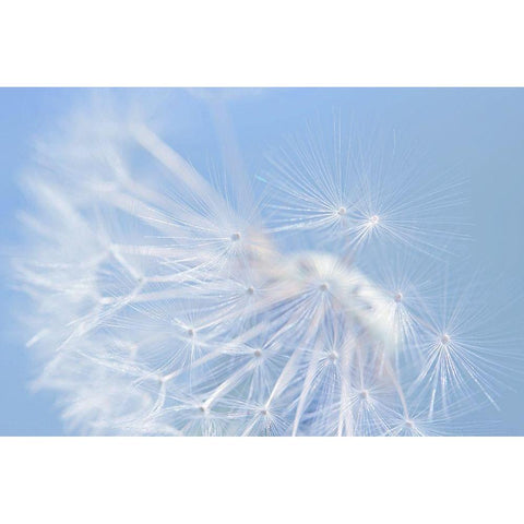 Blue Dandelion Flower White Modern Wood Framed Art Print by Schell, Jennie Marie