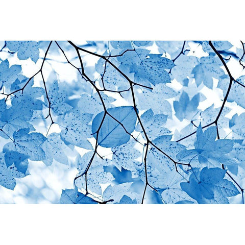 Blue Leaves 4 White Modern Wood Framed Art Print by Schell, Jennie Marie