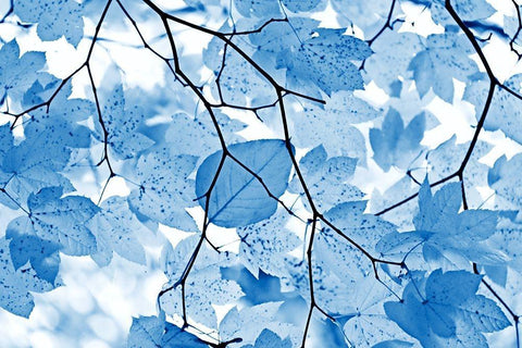 Blue Leaves 4 White Modern Wood Framed Art Print with Double Matting by Schell, Jennie Marie