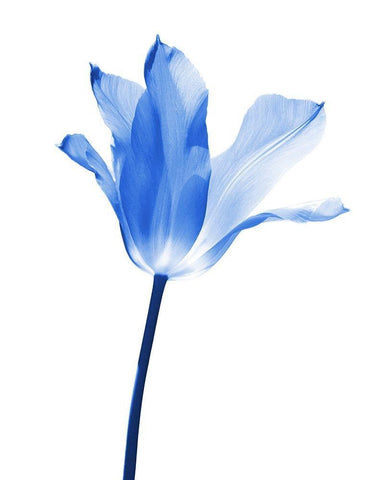 Blue Tulip Flower White Modern Wood Framed Art Print with Double Matting by Schell, Jennie Marie