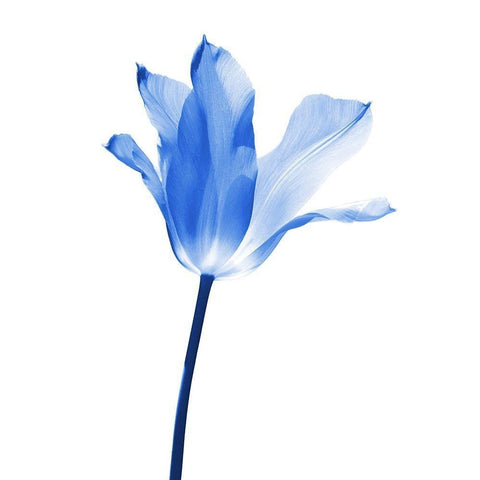 Blue Tulip Flower White Modern Wood Framed Art Print by Schell, Jennie Marie