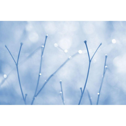Blue Twigs Abstract Black Modern Wood Framed Art Print with Double Matting by Schell, Jennie Marie