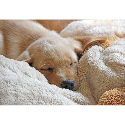 Dog Lab Puppy Sleeping White Modern Wood Framed Art Print by Schell, Jennie Marie