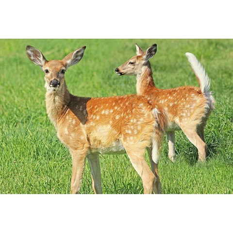 Fawn Twins Gold Ornate Wood Framed Art Print with Double Matting by Schell, Jennie Marie