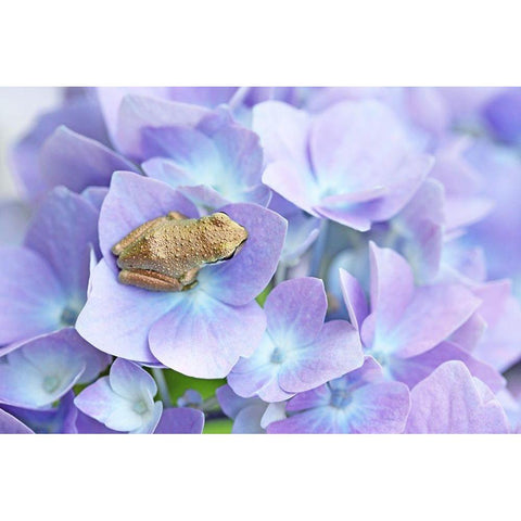 Little Frog On Flower Gold Ornate Wood Framed Art Print with Double Matting by Schell, Jennie Marie