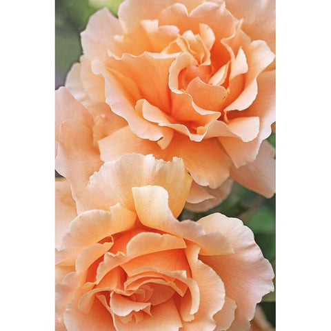 Rose Orange 7 White Modern Wood Framed Art Print by Schell, Jennie Marie