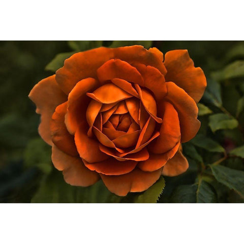 Rose Orange 8 White Modern Wood Framed Art Print by Schell, Jennie Marie