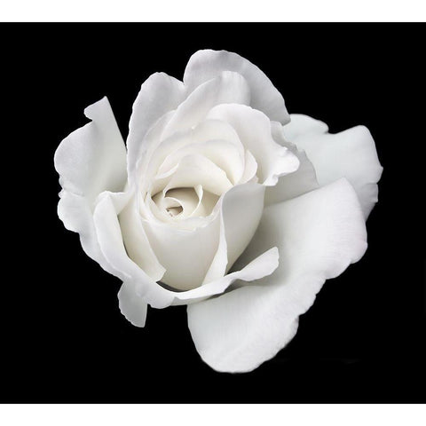 Rose White 5 White Modern Wood Framed Art Print by Schell, Jennie Marie