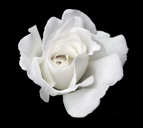Rose White 5 Black Ornate Wood Framed Art Print with Double Matting by Schell, Jennie Marie