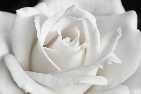 Rose White 6 White Modern Wood Framed Art Print with Double Matting by Schell, Jennie Marie