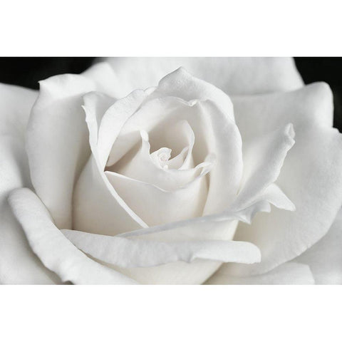 Rose White 6 White Modern Wood Framed Art Print by Schell, Jennie Marie