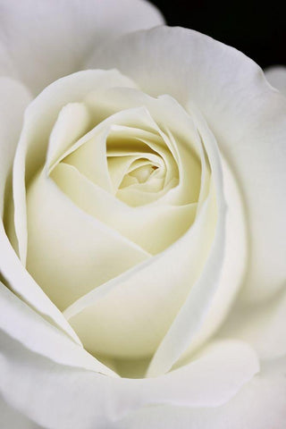 Rose White 7 White Modern Wood Framed Art Print with Double Matting by Schell, Jennie Marie