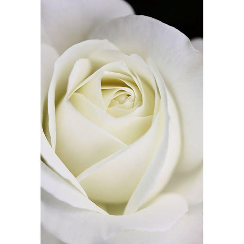 Rose White 7 Black Modern Wood Framed Art Print with Double Matting by Schell, Jennie Marie