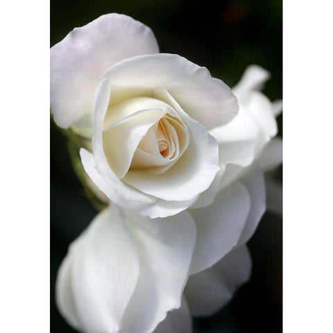 Rose White 8 Black Modern Wood Framed Art Print by Schell, Jennie Marie