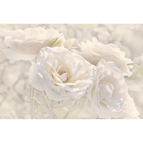 Rose White Ivory 9 Gold Ornate Wood Framed Art Print with Double Matting by Schell, Jennie Marie