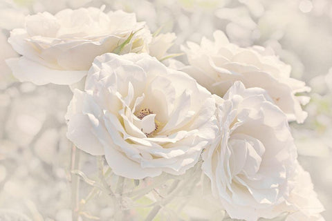 Rose White Ivory 9 White Modern Wood Framed Art Print with Double Matting by Schell, Jennie Marie