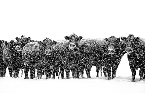 Black Cattle in Snow 2 White Modern Wood Framed Art Print with Double Matting by Schell, Jennie Marie