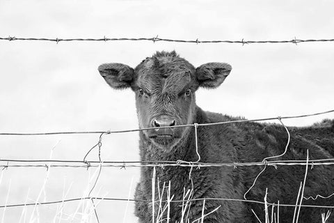 Calf Gaze Black And White Black Ornate Wood Framed Art Print with Double Matting by Schell, Jennie Marie