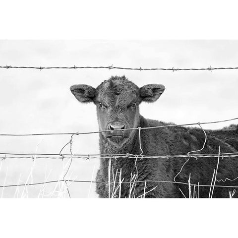 Calf Gaze Black And White Black Modern Wood Framed Art Print with Double Matting by Schell, Jennie Marie