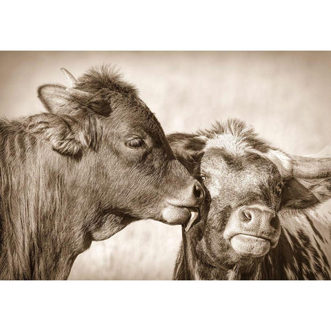 Calf Kiss Sepia White Modern Wood Framed Art Print by Schell, Jennie Marie