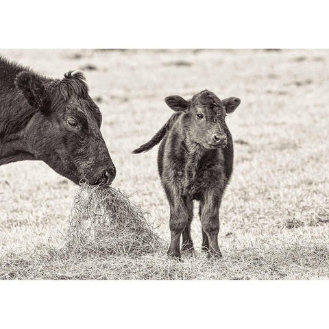 Cow and Calf Sepia Gold Ornate Wood Framed Art Print with Double Matting by Schell, Jennie Marie