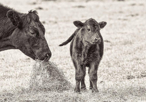 Cow and Calf Sepia White Modern Wood Framed Art Print with Double Matting by Schell, Jennie Marie