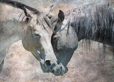 Horse Love Rustic White Modern Wood Framed Art Print with Double Matting by Schell, Jennie Marie