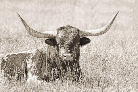 Longhorn Bull Sepia Black Ornate Wood Framed Art Print with Double Matting by Schell, Jennie Marie