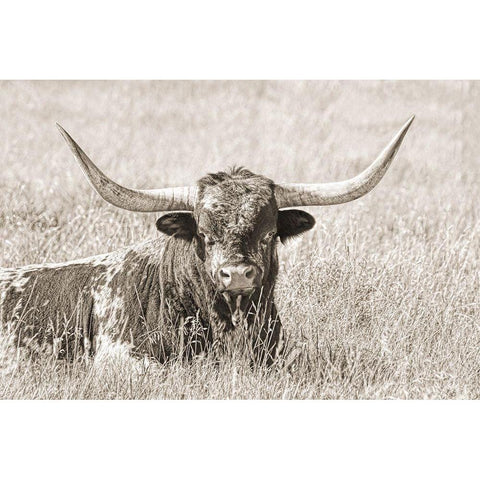 Longhorn Bull Sepia White Modern Wood Framed Art Print by Schell, Jennie Marie