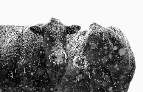 Black Cattle In Snow 1 Black Ornate Wood Framed Art Print with Double Matting by Schell, Jennie Marie