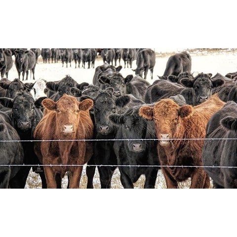 Curious Cattle Black Modern Wood Framed Art Print with Double Matting by Schell, Jennie Marie