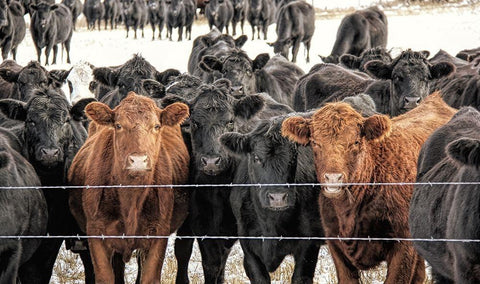 Curious Cattle Black Ornate Wood Framed Art Print with Double Matting by Schell, Jennie Marie