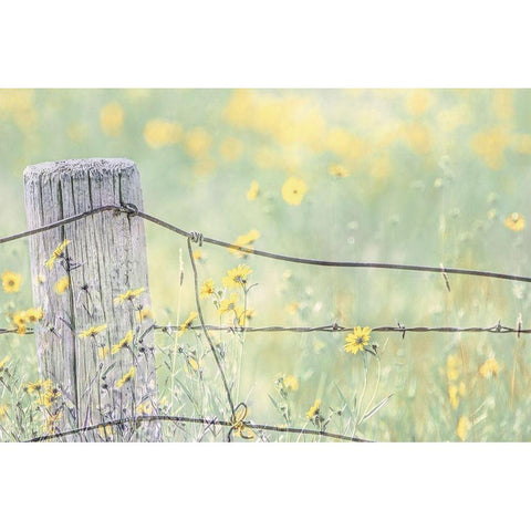 Wildflowers By Fence Post Color White Modern Wood Framed Art Print by Schell, Jennie Marie