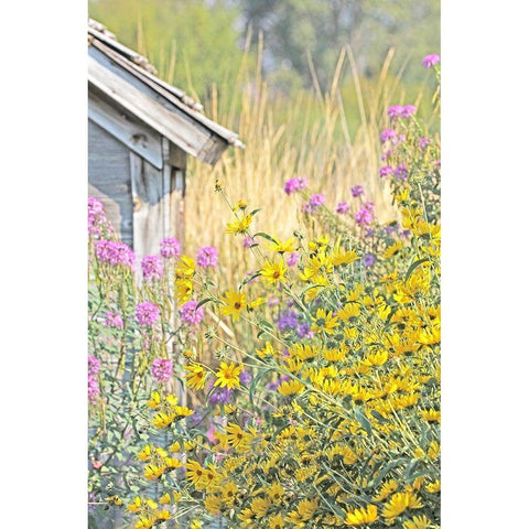 Wildflowers By Shack Black Modern Wood Framed Art Print with Double Matting by Schell, Jennie Marie