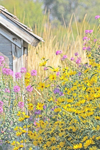 Wildflowers By Shack White Modern Wood Framed Art Print with Double Matting by Schell, Jennie Marie