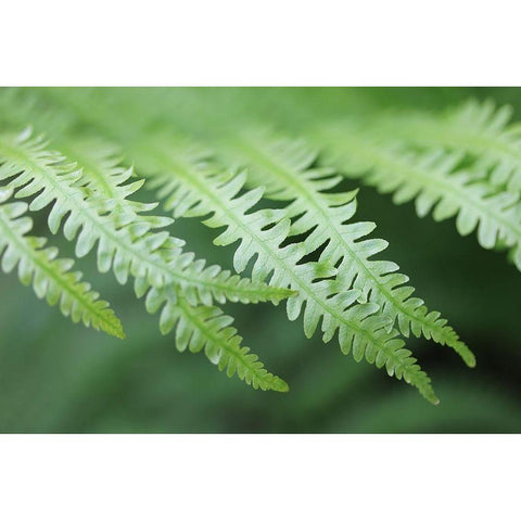 Green Fern Fronds Black Modern Wood Framed Art Print by Schell, Jennie Marie