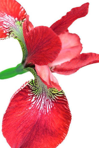Iris Flower Red White Modern Wood Framed Art Print with Double Matting by Schell, Jennie Marie