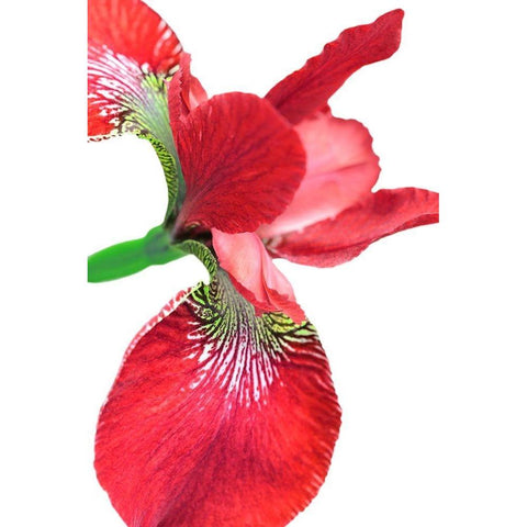 Iris Flower Red Black Modern Wood Framed Art Print by Schell, Jennie Marie