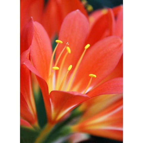 Orange Clivia Miniata Flower Gold Ornate Wood Framed Art Print with Double Matting by Schell, Jennie Marie