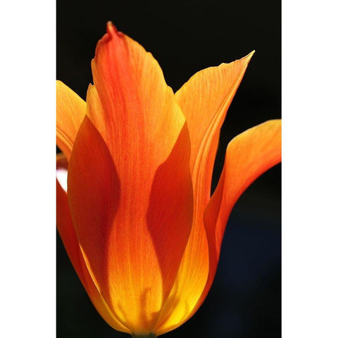 Orange Star Tulip Flower Black Modern Wood Framed Art Print with Double Matting by Schell, Jennie Marie