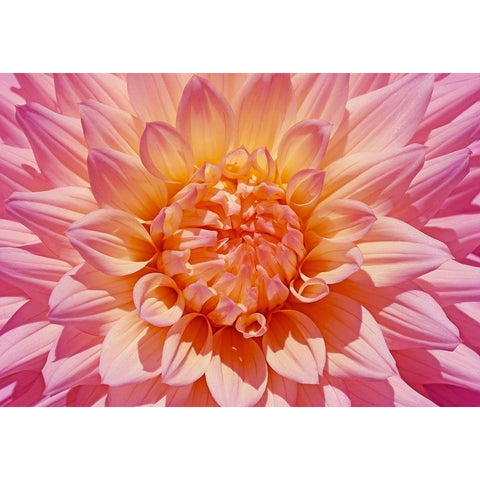 Pink Dahlia Flower Gold Ornate Wood Framed Art Print with Double Matting by Schell, Jennie Marie