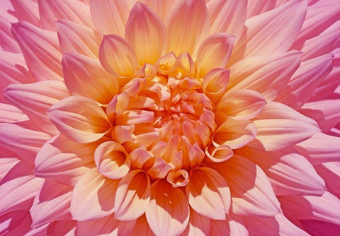 Pink Dahlia Flower White Modern Wood Framed Art Print with Double Matting by Schell, Jennie Marie