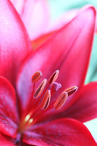 Pink Daylily Macro Flower Black Ornate Wood Framed Art Print with Double Matting by Schell, Jennie Marie