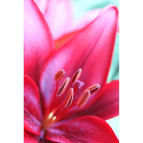 Pink Daylily Macro Flower Black Modern Wood Framed Art Print by Schell, Jennie Marie